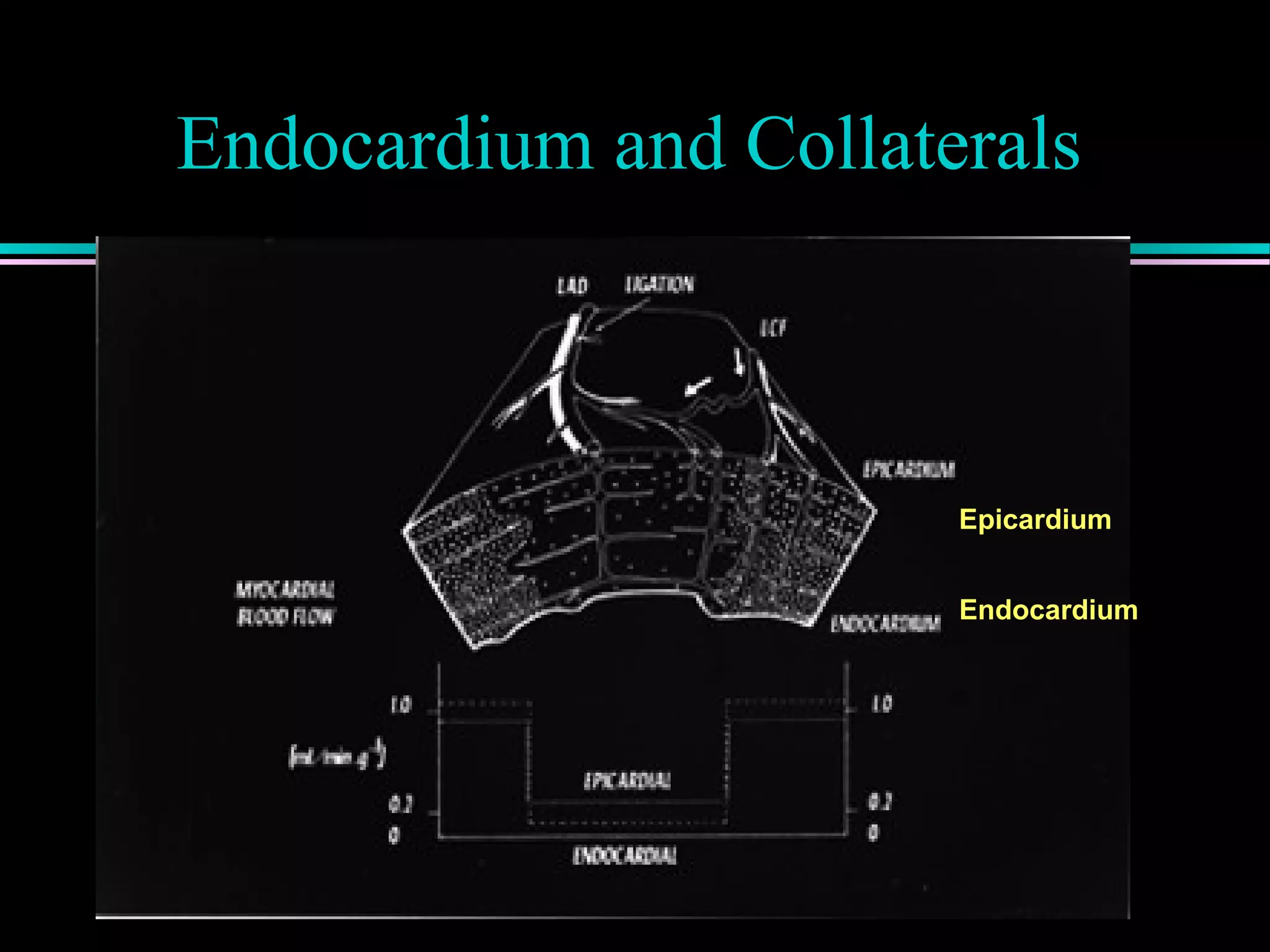 Endocardium and Collaterals
Epicardium
Endocardium
 