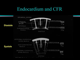 Endocardium and CFR
Diastole
Systole
 