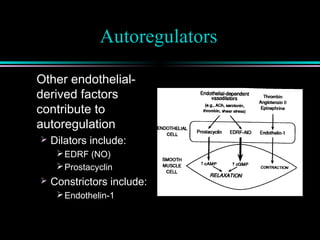 Autoregulators
Other endothelial-
derived factors
contribute to
autoregulation
 Dilators include:
EDRF (NO)
Prostacyclin
 Constrictors include:
Endothelin-1
 