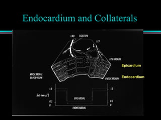 Endocardium and Collaterals
Epicardium
Endocardium
 