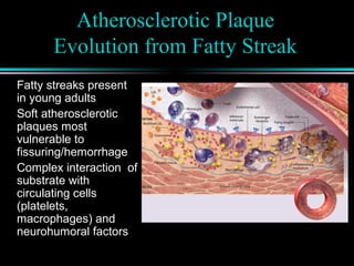 Atherosclerotic Plaque
Evolution from Fatty Streak
Fatty streaks present
in young adults
Soft atherosclerotic
plaques most
vulnerable to
fissuring/hemorrhage
Complex interaction of
substrate with
circulating cells
(platelets,
macrophages) and
neurohumoral factors
 