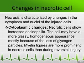 Changes in necrotic cell
Necrosis is characterized by changes in the
cytoplasm and nuclei of the injured cells.
Cytoplasmic changes: Necrotic cells show
increased eosinophilia. The cell may have a
more glassy, homogeneous appearance,
mostly because of the loss of glycogen
particles. Myelin figures are more prominent
in necrotic cells than during reversible injury.
 