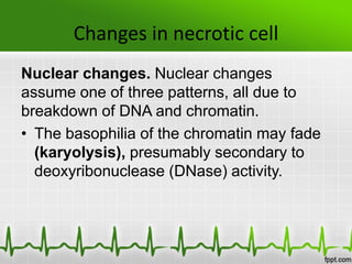 Changes in necrotic cell
Nuclear changes. Nuclear changes
assume one of three patterns, all due to
breakdown of DNA and chromatin.
• The basophilia of the chromatin may fade
(karyolysis), presumably secondary to
deoxyribonuclease (DNase) activity.
 