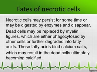 Fates of necrotic cells
Necrotic cells may persist for some time or
may be digested by enzymes and disappear.
Dead cells may be replaced by myelin
figures, which are either phagocytosed by
other cells or further degraded into fatty
acids. These fatty acids bind calcium salts,
which may result in the dead cells ultimately
becoming calcified.
 