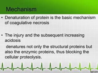 Mechanism
• Denaturation of protein is the basic mechanism
of coagulative necrosis
• The injury and the subsequent increasing
acidosis
denatures not only the structural proteins but
also the enzymic proteins, thus blocking the
cellular proteolysis.
 