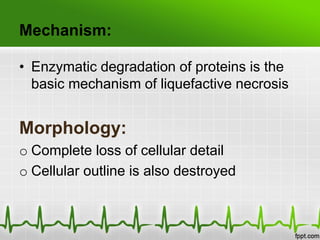 Mechanism:
• Enzymatic degradation of proteins is the
basic mechanism of liquefactive necrosis
Morphology:
o Complete loss of cellular detail
o Cellular outline is also destroyed
 