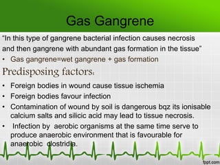 Gas Gangrene
“In this type of gangrene bacterial infection causes necrosis
and then gangrene with abundant gas formation in the tissue”
• Gas gangrene=wet gangrene + gas formation
Predisposing factors:
• Foreign bodies in wound cause tissue ischemia
• Foreign bodies favour infection
• Contamination of wound by soil is dangerous bqz its ionisable
calcium salts and silicic acid may lead to tissue necrosis.
• Infection by aerobic organisms at the same time serve to
produce anaerobic environment that is favourable for
anaerobic clostridia.
 