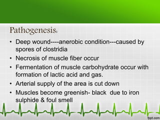 Pathogenesis:
• Deep wound----anerobic condition---caused by
spores of clostridia
• Necrosis of muscle fiber occur
• Fermentation of muscle carbohydrate occur with
formation of lactic acid and gas.
• Arterial supply of the area is cut down
• Muscles become greenish- black due to iron
sulphide & foul smell
 