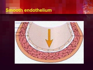 Smooth endothelium
 