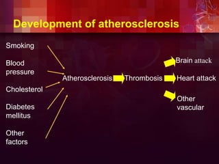 Smoking
Blood
pressure
Cholesterol
Diabetes
mellitus
Other
factors
Atherosclerosis Thrombosis Heart attack
Brain attack
Other
vascular
Development of atherosclerosis
 