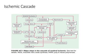 Ischemic Cascade
 