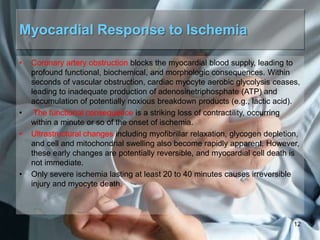 Myocardial Response to Ischemia
•

•
•

•

Coronary artery obstruction blocks the myocardial blood supply, leading to
profound functional, biochemical, and morphologic consequences. Within
seconds of vascular obstruction, cardiac myocyte aerobic glycolysis ceases,
leading to inadequate production of adenosinetriphosphate (ATP) and
accumulation of potentially noxious breakdown products (e.g., lactic acid).
The functional consequence is a striking loss of contractility, occurring
within a minute or so of the onset of ischemia.
Ultrastructural changes including myofibrillar relaxation, glycogen depletion,
and cell and mitochondrial swelling also become rapidly apparent. However,
these early changes are potentially reversible, and myocardial cell death is
not immediate.
Only severe ischemia lasting at least 20 to 40 minutes causes irreversible
injury and myocyte death.

12

 