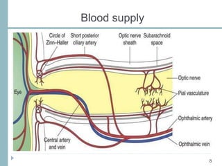 Blood supply
8
 