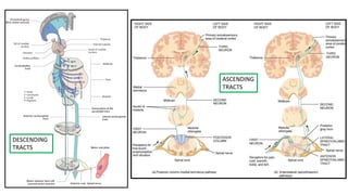 ASCENDING
TRACTS
DESCENDING
TRACTS
 