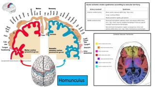 Homunculus
 
