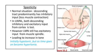 Spasticity
• Normal situation : descending
tract predominantly has inhibitory
input (less muscle contraction)
• In UMNL, both descending
inhibitory and excitatory input
from cortex is lost.
• However LMN still has excitatory
input from muscle spindle.
• Leading to increase in tone
Initially hypotonic ,but as time goes
on become hypertonia.
 
