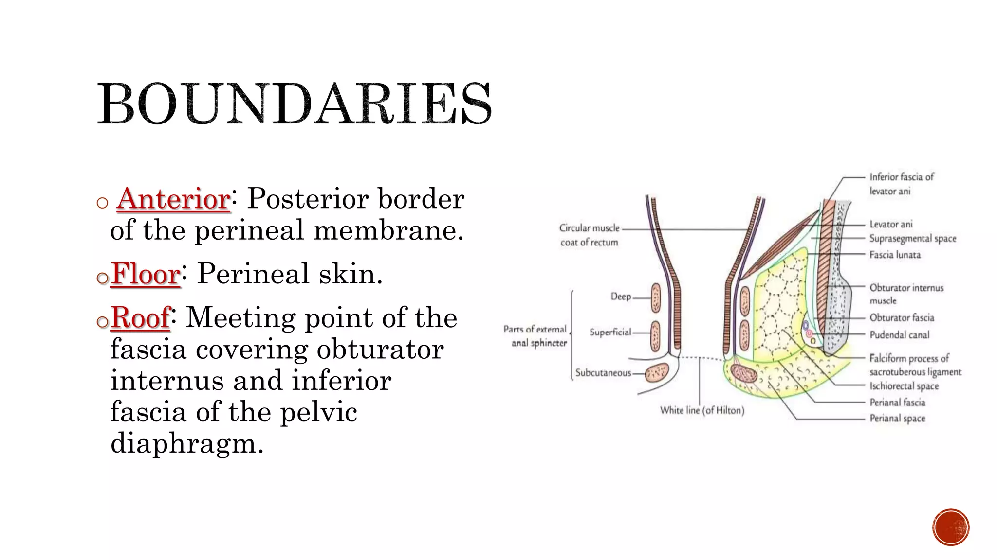 o Anterior: Posterior border
of the perineal membrane.
oFloor: Perineal skin.
oRoof: Meeting point of the
fascia covering obturator
internus and inferior
fascia of the pelvic
diaphragm.
 