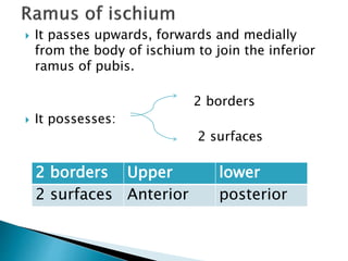  It passes upwards, forwards and medially
from the body of ischium to join the inferior
ramus of pubis.
2 borders
 It possesses:
2 surfaces
2 borders Upper lower
2 surfaces Anterior posterior
 