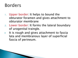 1. Upper border: It helps to bound the
obturator foramen and gives attachment to
obturator membrane
2. Lower border: It forms the lateral boundary
of urogenital traingle.
 It is rough and gives attachment to fascia
lata and membranous layer of superficial
fascia of perineum.
 