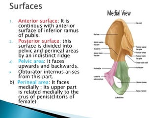 1. Anterior surface: It is
continous with anterior
surface of inferior ramus
of pubis.
2. Posterior surface: this
surface is divided into
pelvic and perineal areas
by an indistinct ridge
a) Pelvic area: It faces
upwards and backwards.
 Obturator internus arises
from this part.
b) Perineal area: It faces
medially ; its upper part
is related medially to the
crus of penis(clitoris of
female).
 