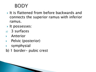  It is flattened from before backwards and
connects the superior ramus with inferior
ramus.
 It possesses:
a) 3 surfaces
 Anterior
 Pelvic (posterior)
 symphysial
b) 1 border- pubic crest
 