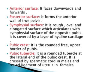  Anterior surface: It faces downwards and
forwards .
 Posterior surface: It forms the anterior
wall of true pelvis.
 Symphysial surface: It is rough , oval and
elongated surface which articulates with
symphysial surface of the opposite pubis.
It is covered by a layer of hyaline cartilage
.
 Pubic crest: It is the rounded free, upper
border of pubis.
 Pubic tubercle: It is a rounded tubercle at
the lateral end of the pubic crest. It is
crossed by spermatic cord in males and
round ligament of uterus in females
 