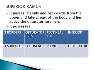  It passes laterally and backwards from the
upper and lateral part of the body and lies
above the obturator foramen.
 It possesses:
3 BORDERS OBTURATOR
CREST
PECTINEAL
LINE
INFERIOR
3 SURFACES PECTINEAL PELVIC OBTURATOR
 