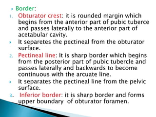  Border:
1. Obturator crest: it is rounded margin which
begins from the anterior part of pubic tuberce
and passes laterally to the anterior part of
acetabular cavity.
 It separetes the pectineal from the obturator
surface.
2. Pectineal line: It is sharp border which begins
from the posterior part of pubic tubercle and
passes laterally and backwards to become
continuous with the arcuate line.
 It separates the pectineal line from the pelvic
surface.
3. Inferior border: it is sharp border and forms
upper boundary of obturator foramen.
 