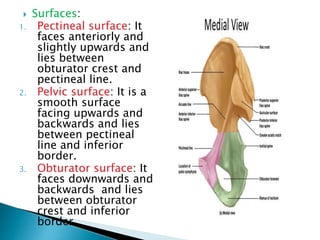  Surfaces:
1. Pectineal surface: It
faces anteriorly and
slightly upwards and
lies between
obturator crest and
pectineal line.
2. Pelvic surface: It is a
smooth surface
facing upwards and
backwards and lies
between pectineal
line and inferior
border.
3. Obturator surface: It
faces downwards and
backwards and lies
between obturator
crest and inferior
border.
 