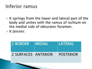  It springs from the lower and lateral part of the
body and unites with the ramus of ischium on
the medial side of obturator foramen.
 It posses:
2 BORDER MEDIAL LATERAL
2 SURFACES ANTERIOR POSTERIOR
 