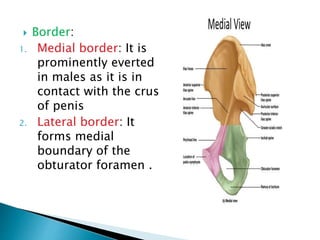  Border:
1. Medial border: It is
prominently everted
in males as it is in
contact with the crus
of penis
2. Lateral border: It
forms medial
boundary of the
obturator foramen .
 
