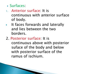  Surfaces:
1. Anterior surface: It is
continuous with anterior surface
of body.
 It faces forwards and laterally
and lies between the two
borders.
2. Posterior surface: It is
continuous above with posterior
suface of the body and below
with posterior surface of the
ramus of ischium.
 