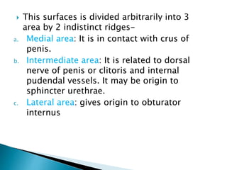  This surfaces is divided arbitrarily into 3
area by 2 indistinct ridges-
a. Medial area: It is in contact with crus of
penis.
b. Intermediate area: It is related to dorsal
nerve of penis or clitoris and internal
pudendal vessels. It may be origin to
sphincter urethrae.
c. Lateral area: gives origin to obturator
internus
 