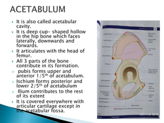  It is also called acetabular
cavity.
 It is deep cup- shaped hollow
in the hip bone which faces
laterally, downwards and
forwards.
 It articulates with the head of
femur.
 All 3 parts of the bone
contribute in its formation.
 pubis forms upper and
anterior 1/5th of acetabulum.
 Ischium forms posterior and
lower 2/5th of acetabulum
 Ilium contributes to the rest
of its extent
 It is covered everywhere with
articular cartilage except in
the acetabular fossa.
 