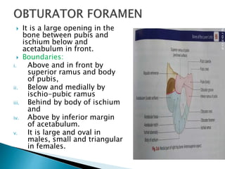  It is a large opening in the
bone between pubis and
ischium below and
acetabulum in front.
 Boundaries:
i. Above and in front by
superior ramus and body
of pubis,
ii. Below and medially by
ischio-pubic ramus
iii. Behind by body of ischium
and
iv. Above by inferior margin
of acetabulum.
v. It is large and oval in
males, small and triangular
in females.
 