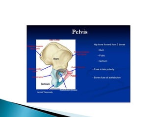 Ischium &amp; pubic 2
