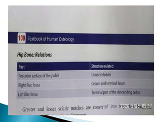 Ischium &amp; pubic 2