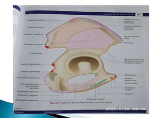 Ischium &amp; pubic 2
