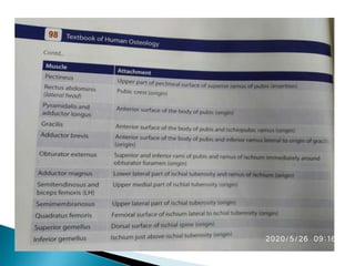 Ischium &amp; pubic 2