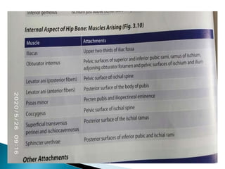 Ischium &amp; pubic 2
