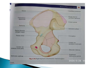 Ischium &amp; pubic 2