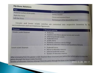 Ischium &amp; pubic 2
