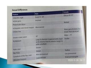 Ischium &amp; pubic 2