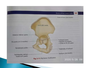 Ischium &amp; pubic 2