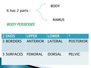 BODY
It has 2 parts :
RAMUS
BODY POSSESSES
2 ENDS UPPER LOWER *
3 BORDERS ANTERIOR LATERAL POSTERIOR
3 SURFACES FEMORAL DORSAL PELVIC
 