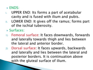  ENDS:
i. UPPER END: Its forms a part of acetabular
cavity and is fused with ilium and pubis.
ii. LOWER END: It gives off the ramus; forms part
of the ischial tuberosity.
 Surfaces:
1) Femoral surface: It faces downwards, forwards
and laterally towards thigh and lies between
the lateral and anterior border.
2) Dorsal surface: It faces upwards, backwards
and laterally and lies between the lateral and
posterior borders. It is continuation above
with the gluteal surface of ilium.
 