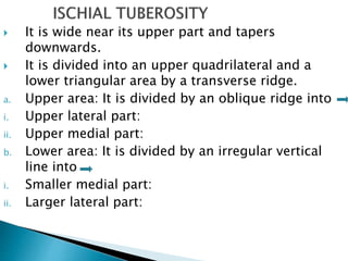  It is wide near its upper part and tapers
downwards.
 It is divided into an upper quadrilateral and a
lower triangular area by a transverse ridge.
a. Upper area: It is divided by an oblique ridge into
i. Upper lateral part:
ii. Upper medial part:
b. Lower area: It is divided by an irregular vertical
line into
i. Smaller medial part:
ii. Larger lateral part:
 