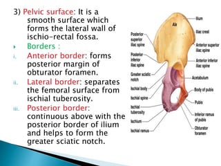 3) Pelvic surface: It is a
smooth surface which
forms the lateral wall of
ischio-rectal fossa.
 Borders :
i. Anterior border: forms
posterior margin of
obturator foramen.
ii. Lateral border: separates
the femoral surface from
ischial tuberosity.
iii. Posterior border:
continuous above with the
posterior border of ilium
and helps to form the
greater sciatic notch.
 