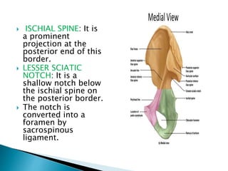  ISCHIAL SPINE: It is
a prominent
projection at the
posterior end of this
border.
 LESSER SCIATIC
NOTCH: It is a
shallow notch below
the ischial spine on
the posterior border.
 The notch is
converted into a
foramen by
sacrospinous
ligament.
 