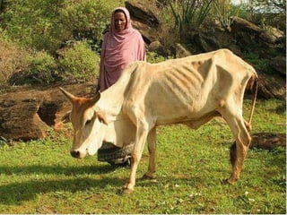 Multi-stakeholder platforms strengthening selection and use of fodder technologies in Ethiopia: some lessons